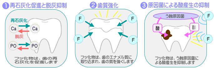 再石灰化促進と脱灰抑制、歯質強化、原因菌による酸産生の抑制