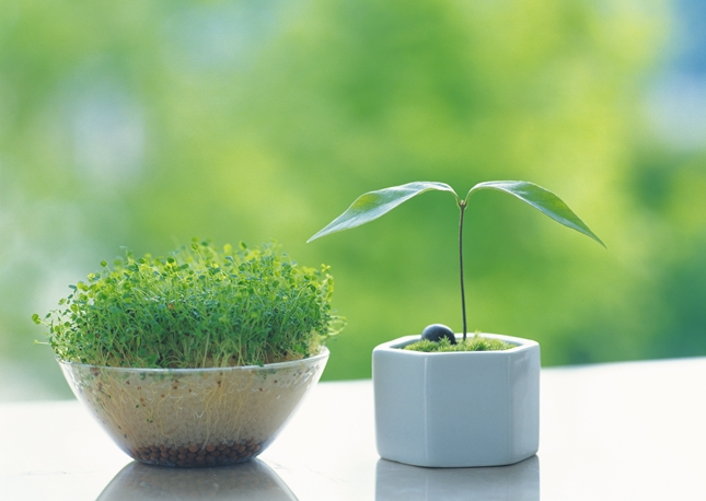 セカンドオピニオン